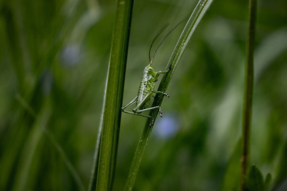 Зелёненький