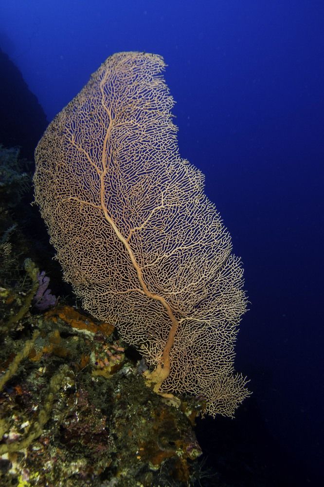 Photograph by Ricardo Ferreira