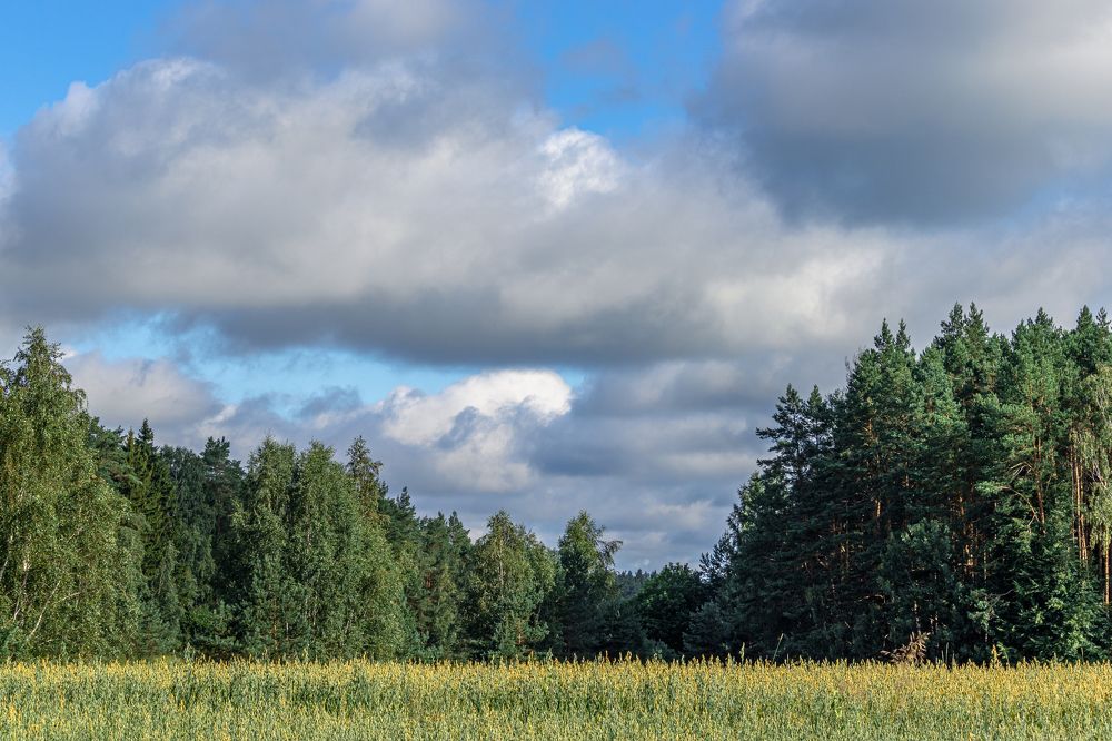 Поле и лес