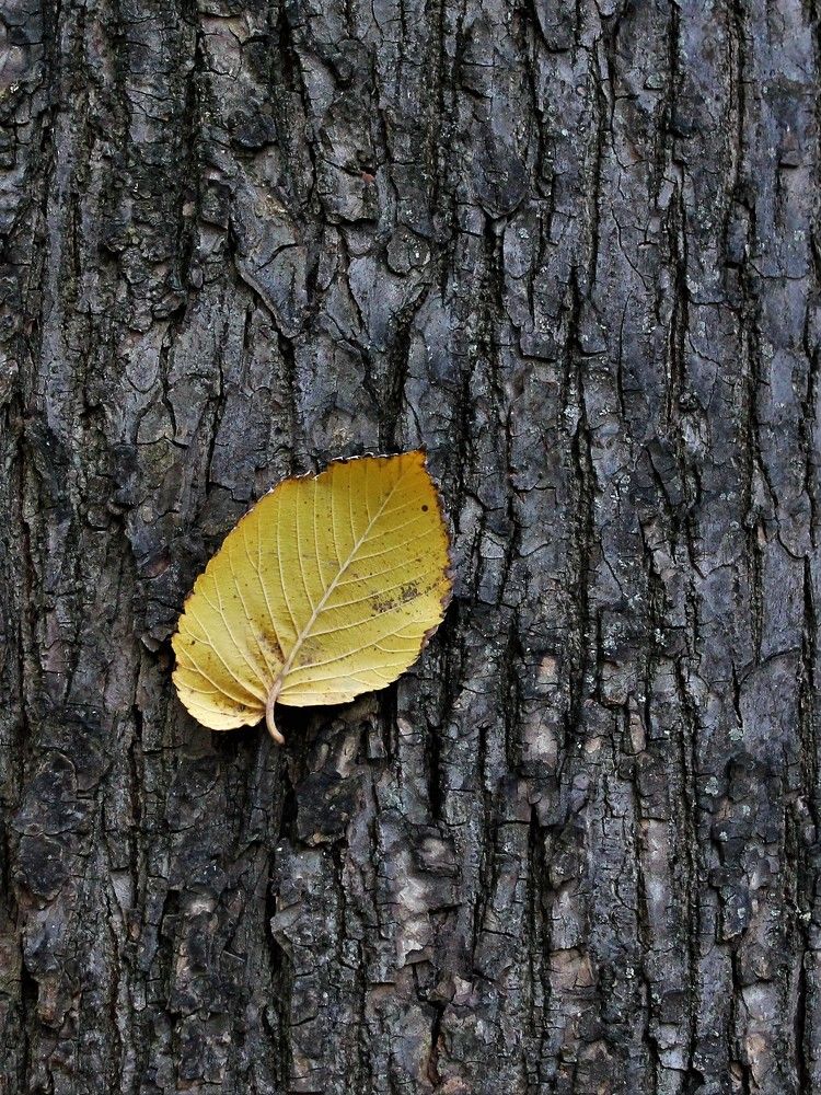 Photograph by Долгушева Татьяна