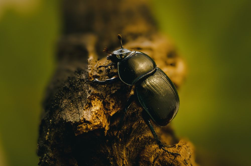 Photograph by Виталий Богачев