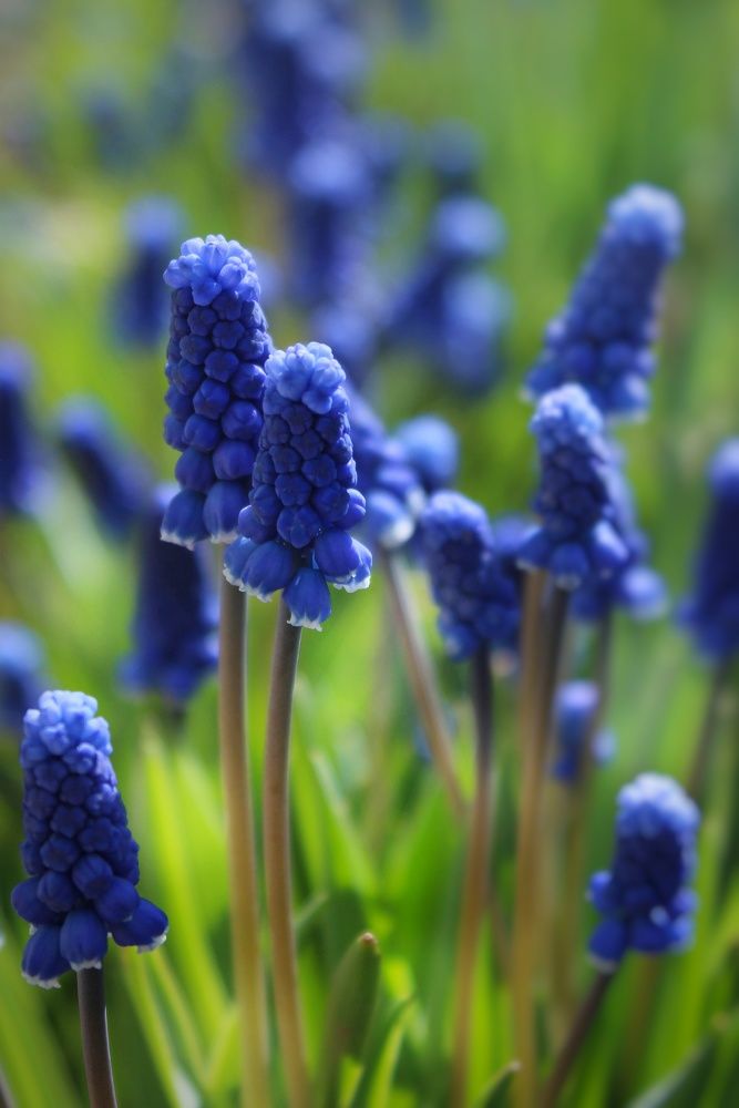 Фотография автора Тамара Караваева