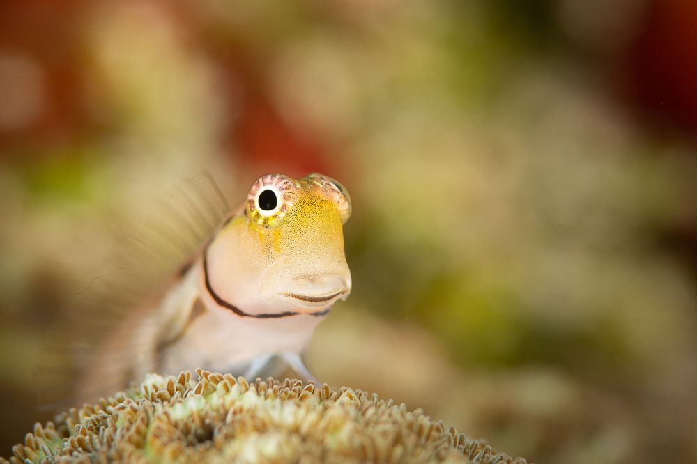 Photograph by Ricardo Ferreira