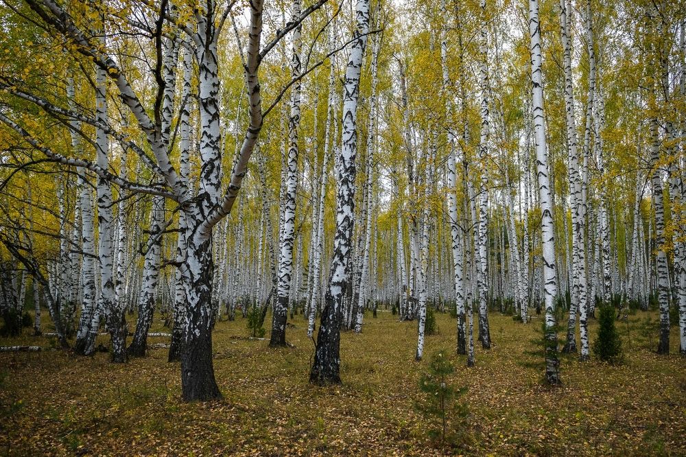 Photograph by Виктор Рыков