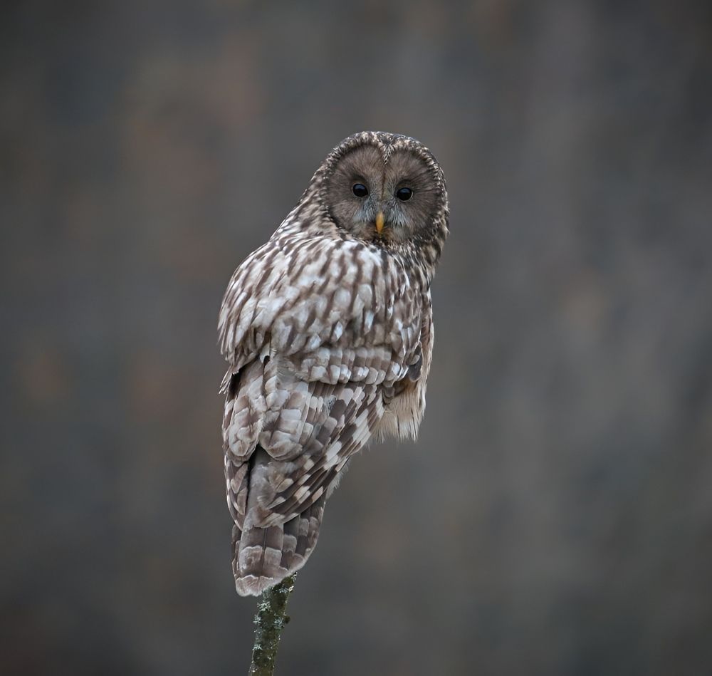 Curious ural owl