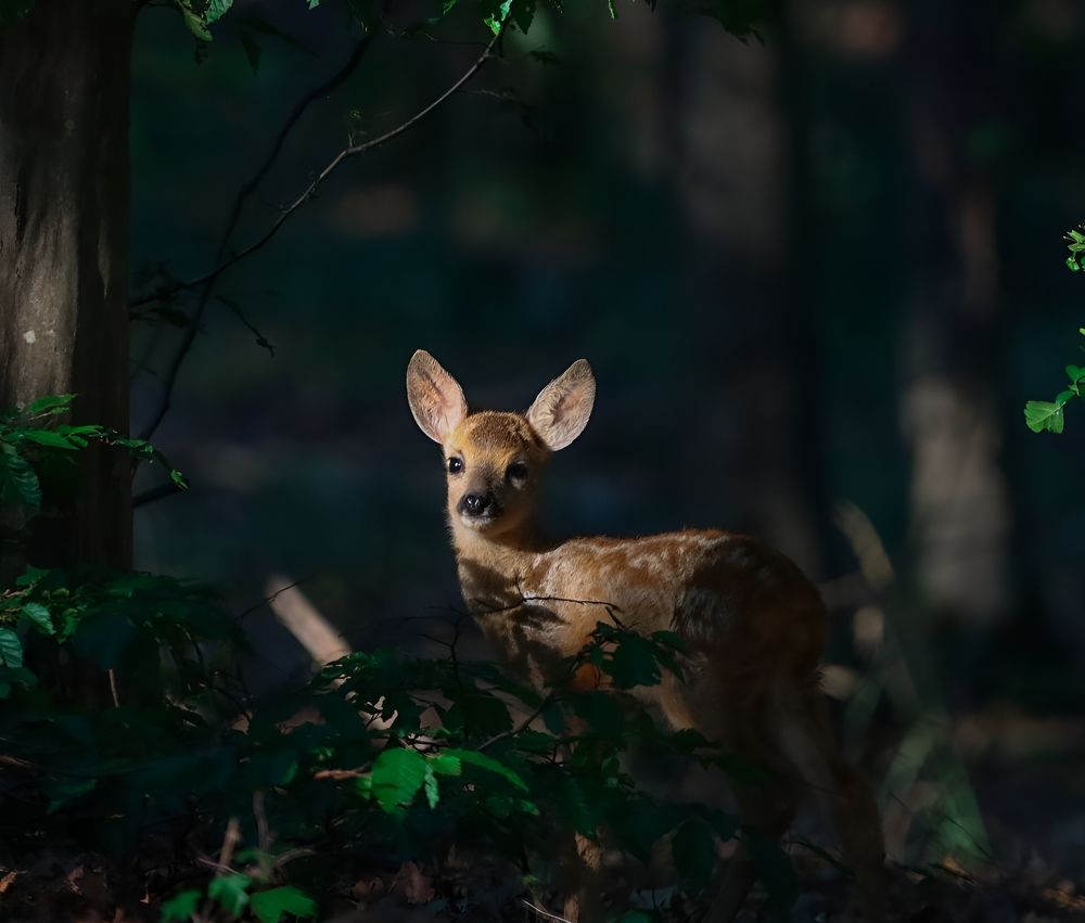 Baby deer sunbathing under the last rays of the day