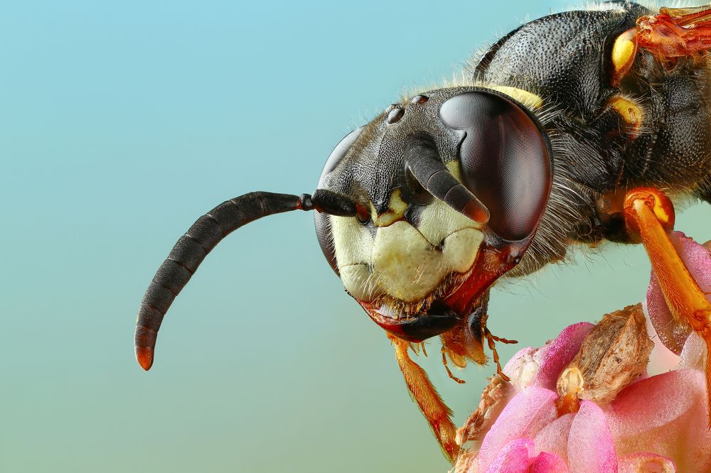 Пчелиный волк