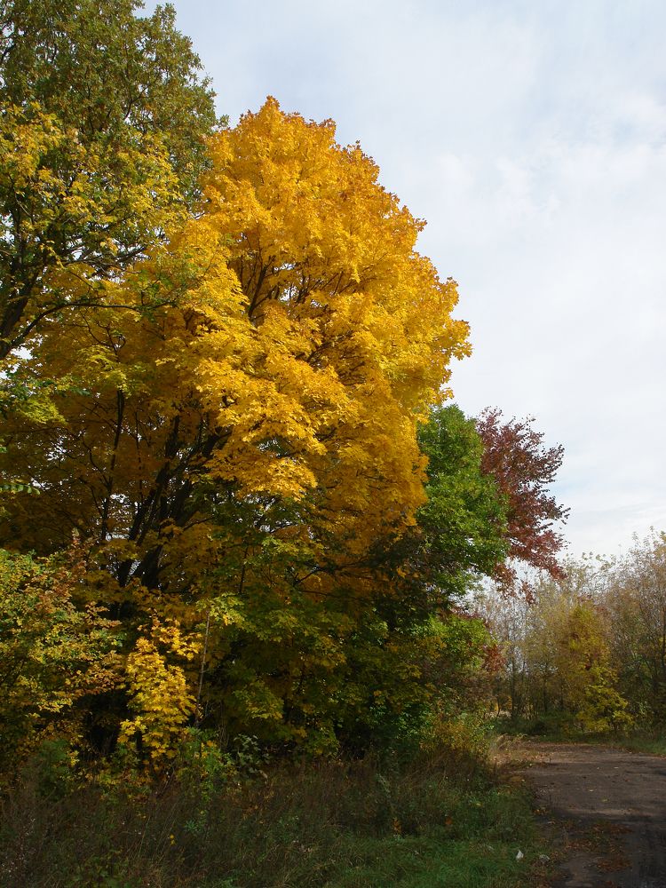 Осенний светофор