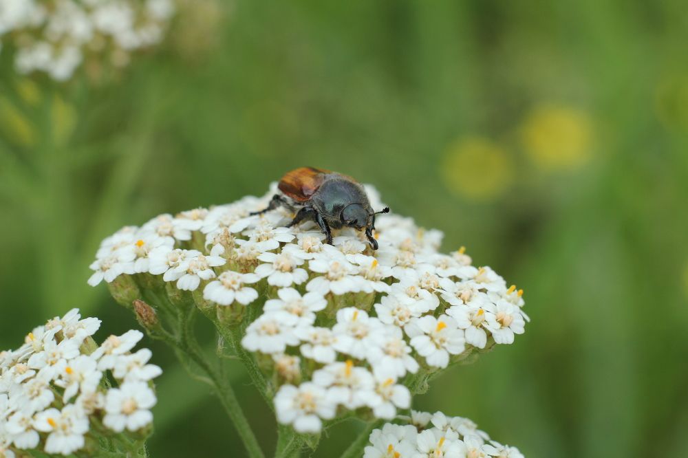Фотография автора Артём Пышкин