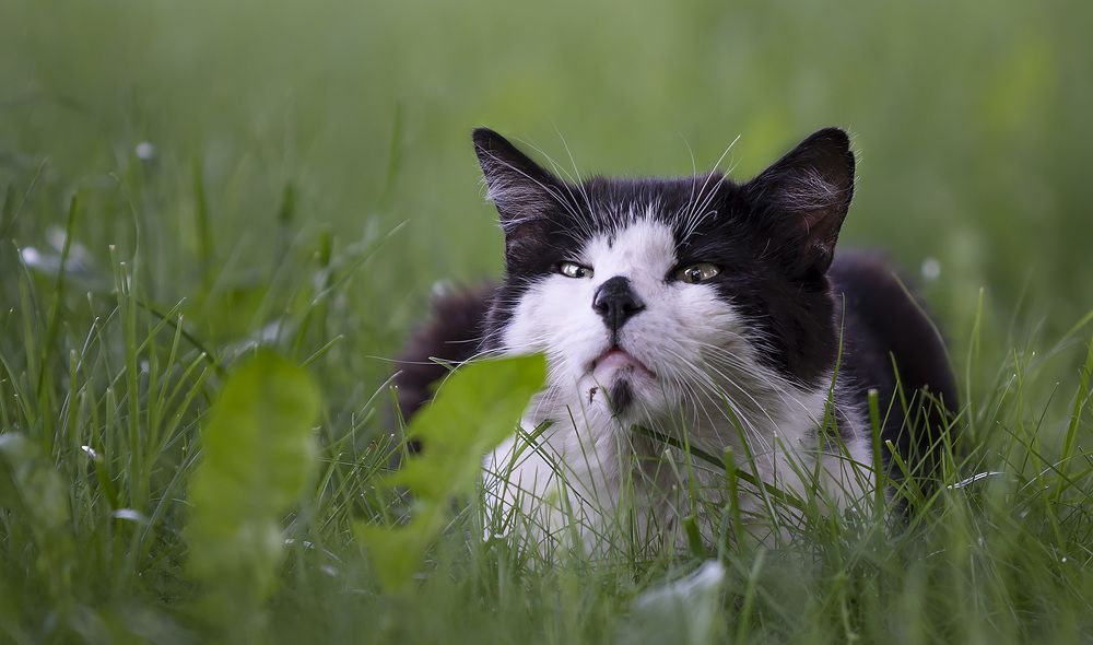 Укус комара.