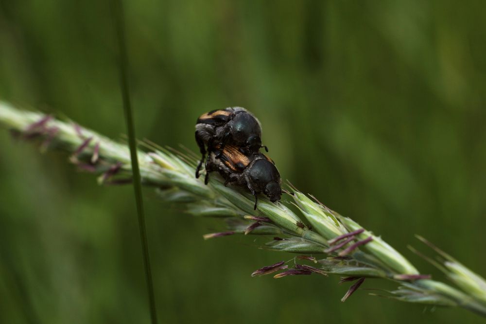 Фотография автора Артём Пышкин