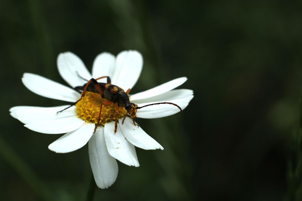 Фотография автора Артём Пышкин
