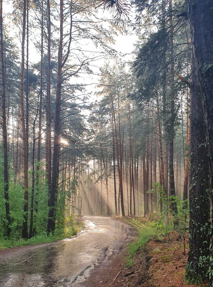 Лес после дождя