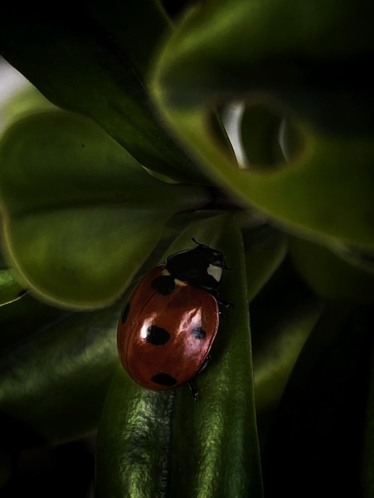 Photograph by Анастасия Куэлляр