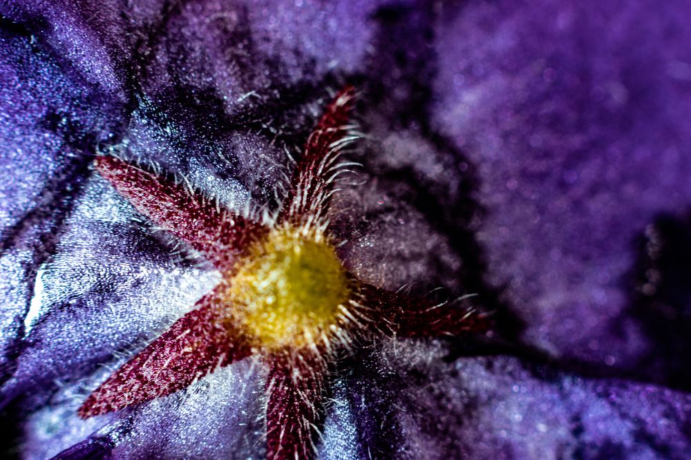 Photograph by Сергей Аникушин