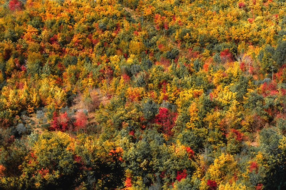 Осенняя палитра