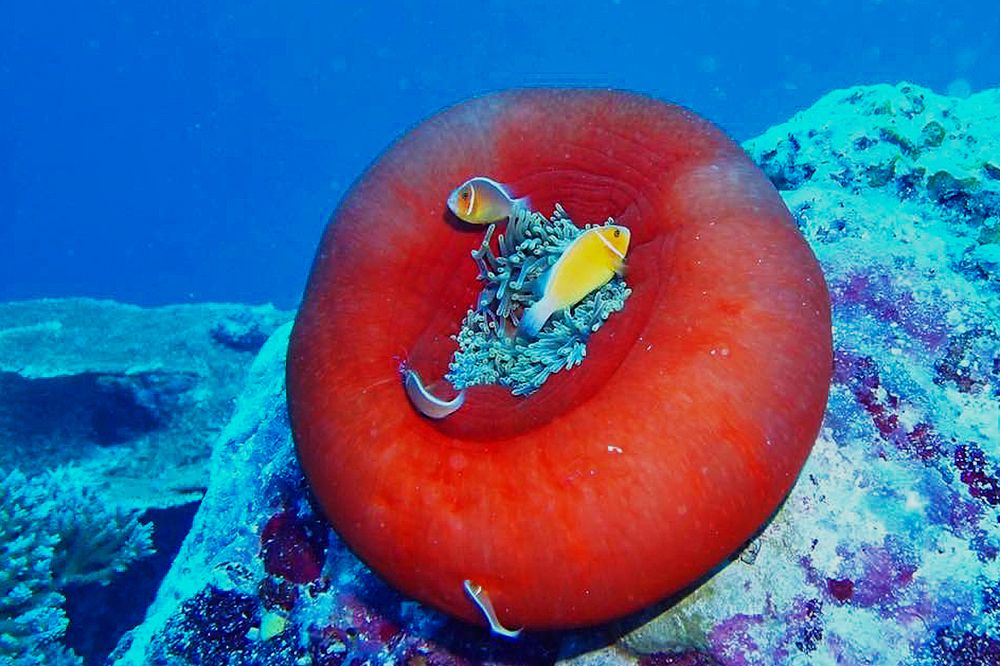 Фотография автора Jian Ma