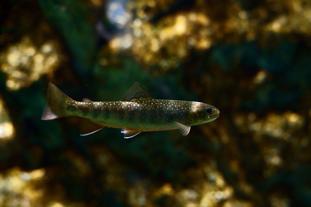 Photograph by Наталья Сенотрусова