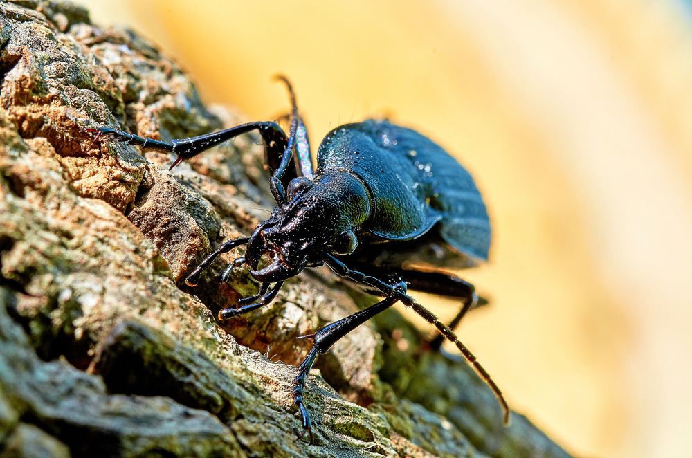 Photograph by Валерий Гончаров