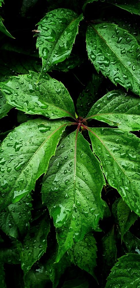 Photograph by Анна Вокуева