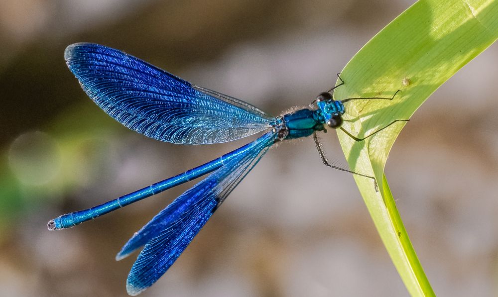 Фотография автора Николай Бологов