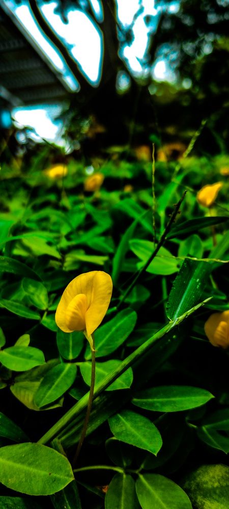 Вдохновение