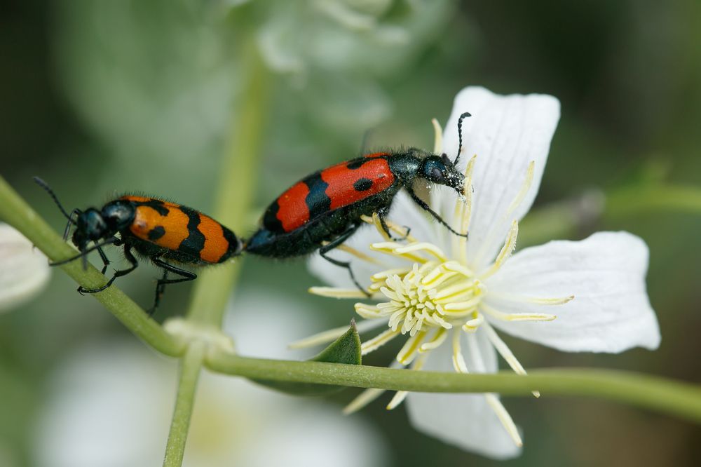 Фотография автора Татьяна Меньшикова