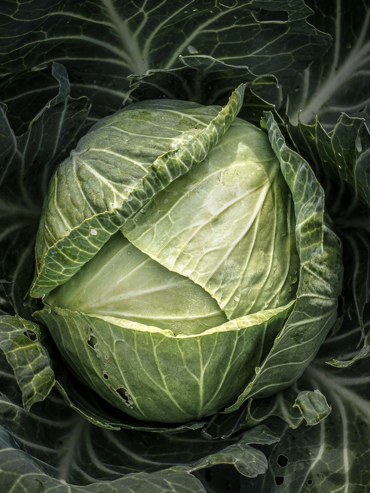 Photograph by Ольга Еженевская