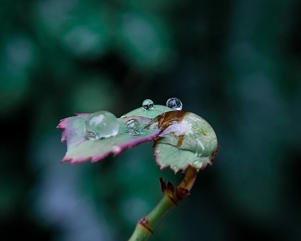 Photograph by Zankrut Antani