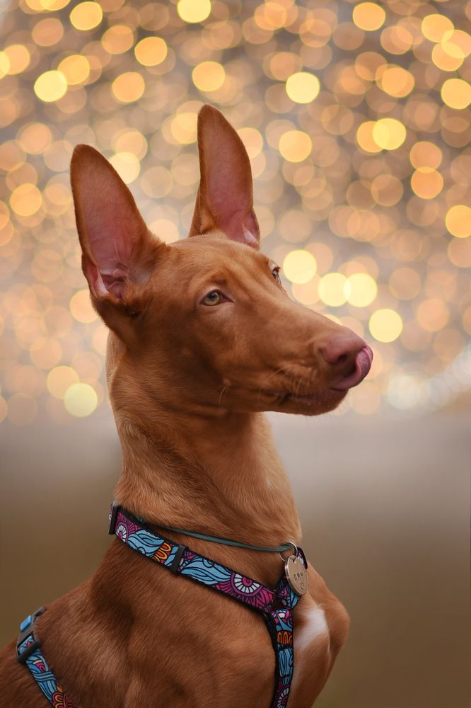 Фотография автора Татьяна Кочергина