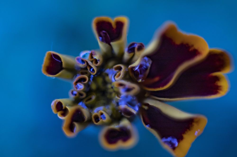 Фотография автора Татьяна Степанова