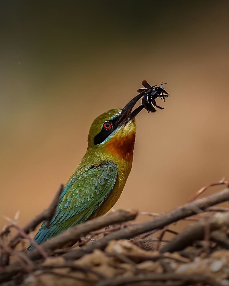 Фотография автора Sunny Vaghadia