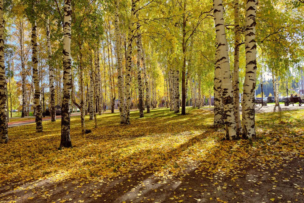 Photograph by Алексей Тишин