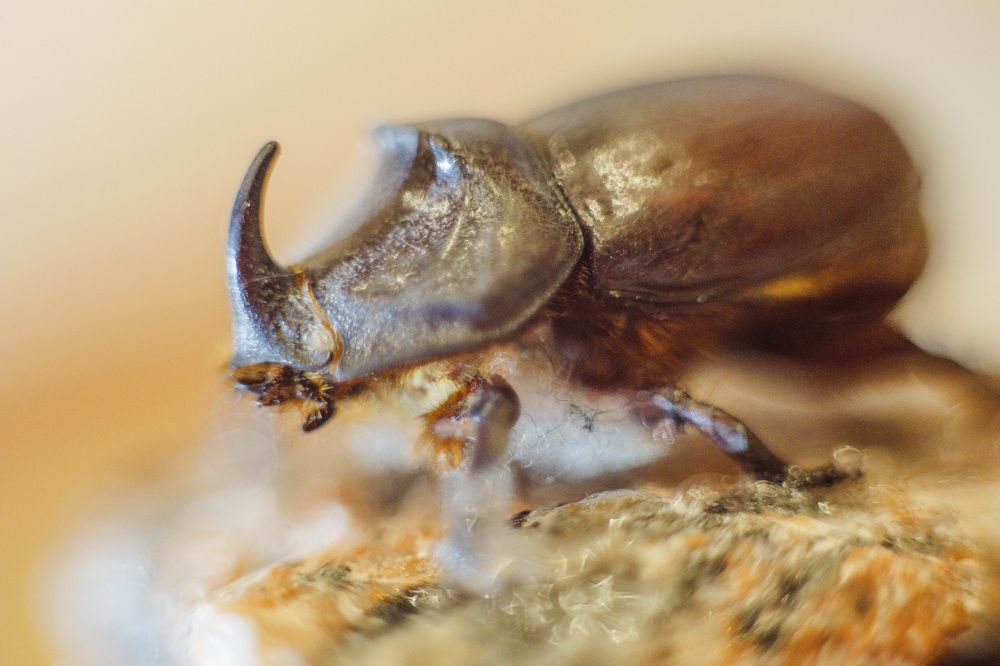 Фотография автора Татьяна Степанова