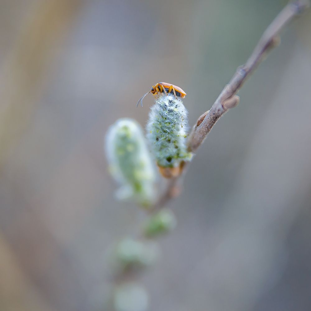 Photograph by Алексей Трифонов
