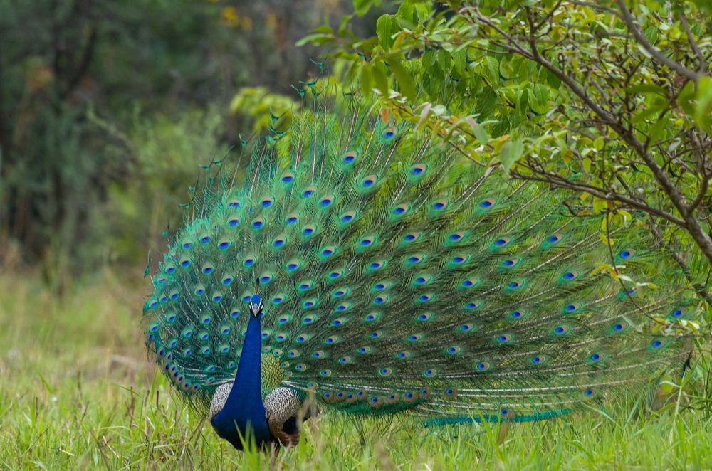 Photograph by Kshitij Patle