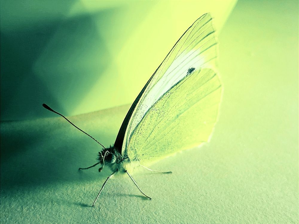 Лимонница в доме