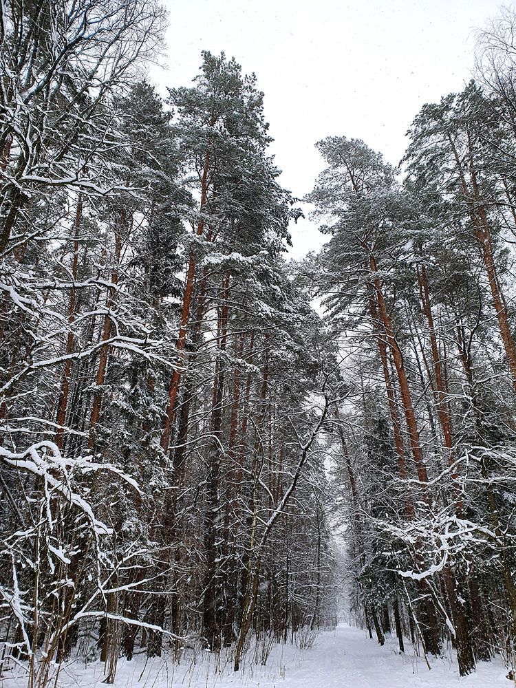 Фотография автора Надежда Лисицына