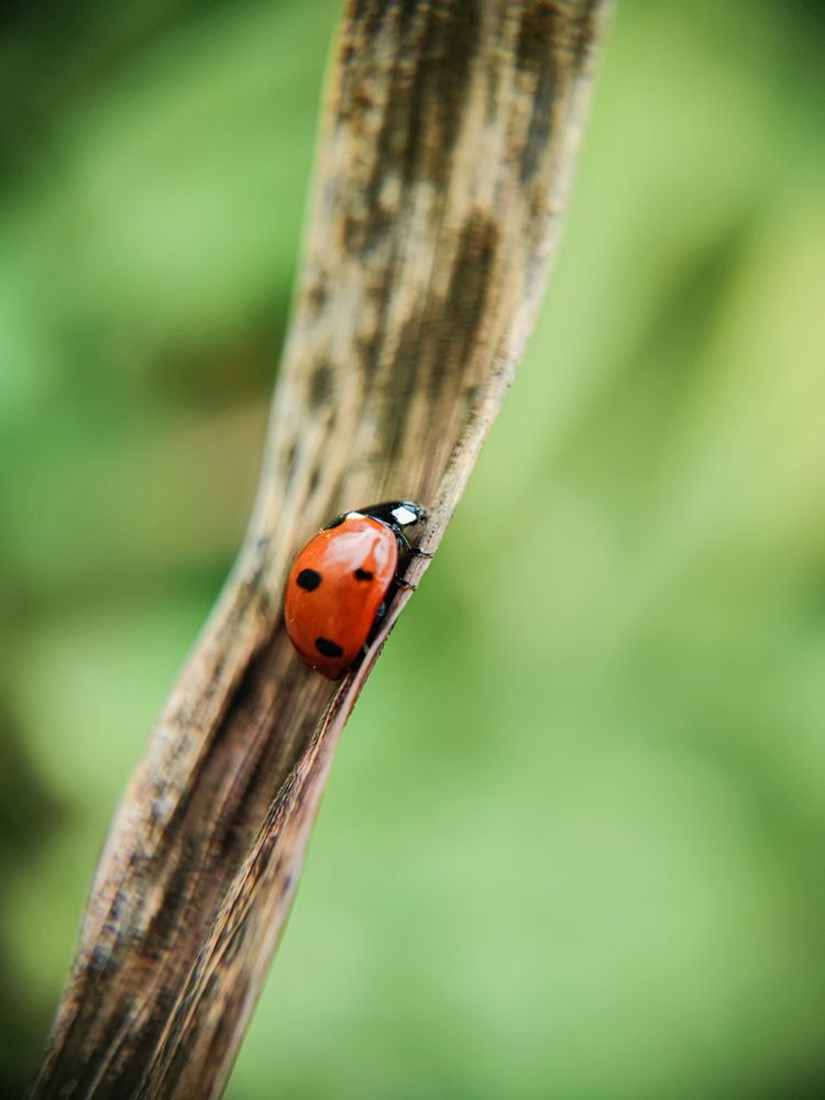 Photograph by Olga Royanova