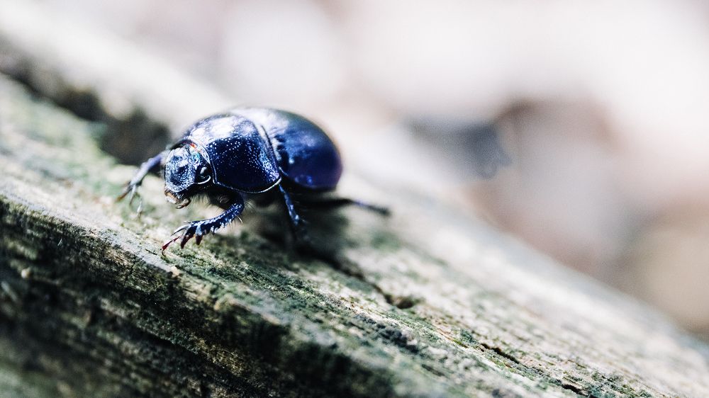 Photograph by Max Samadhi