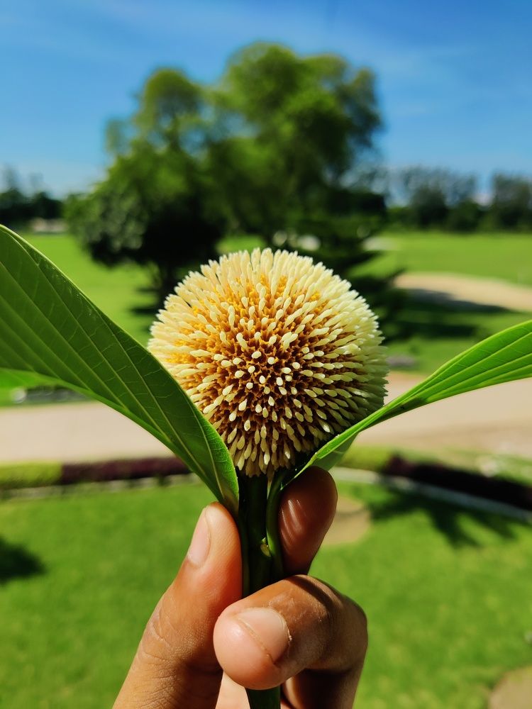 Photograph by S. Jaman