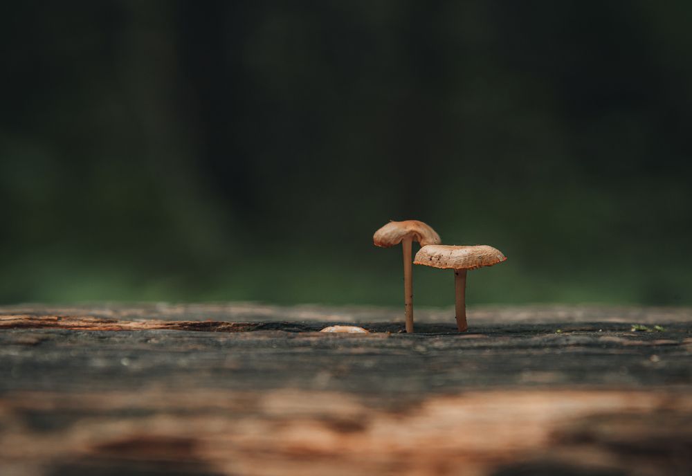 Photograph by Ani Yordanova