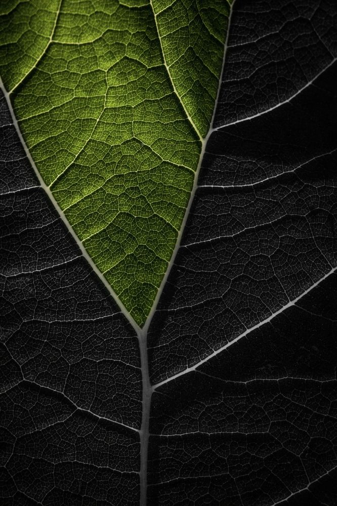 Photograph by Sergey Korshunov