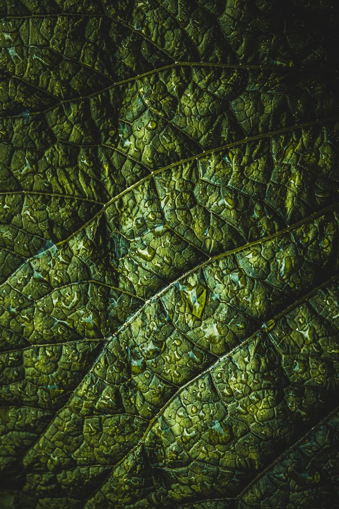 Photograph by Sergey Korshunov