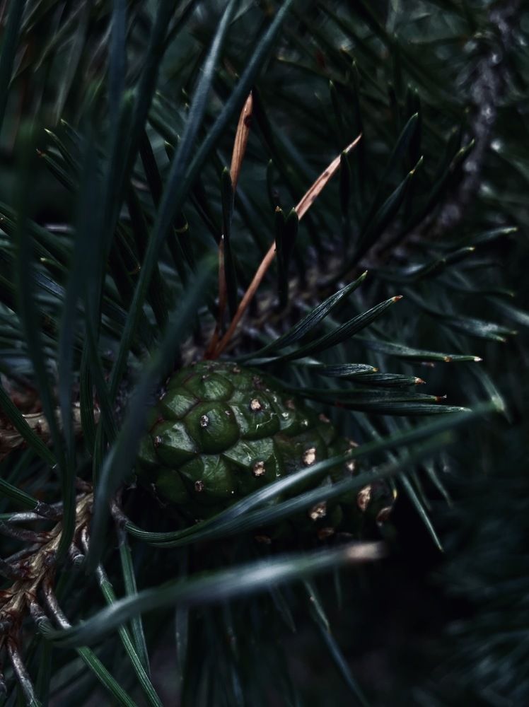 Photograph by Елена Никитенко