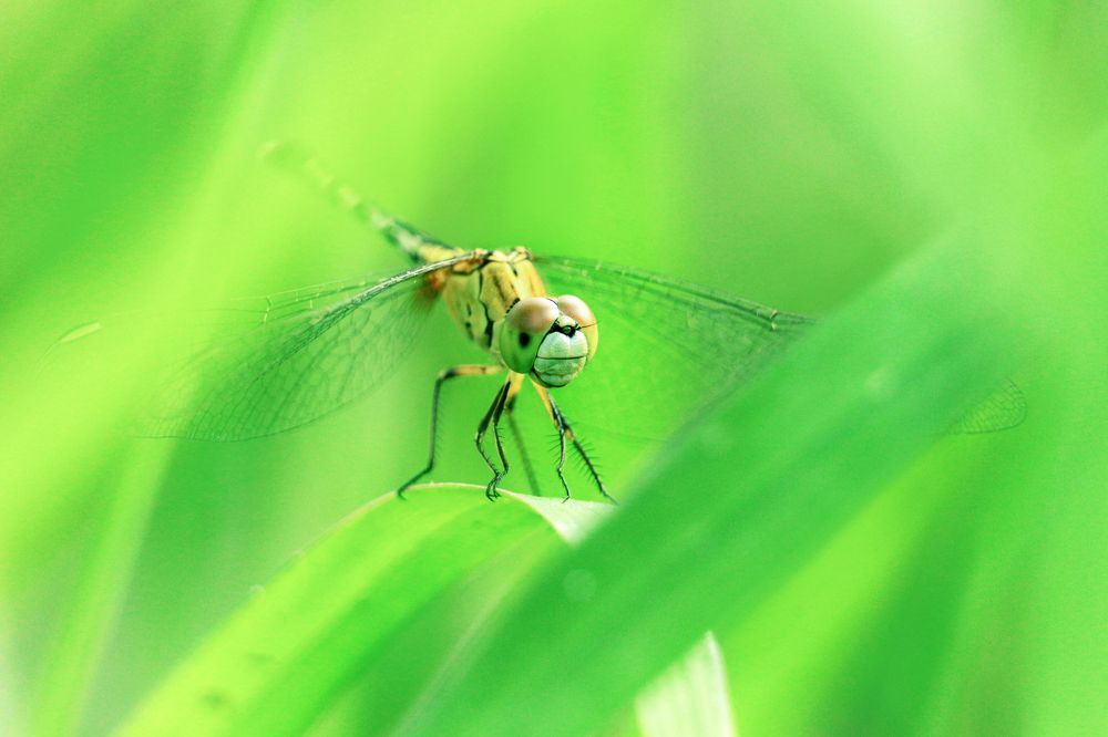 Photograph by Shahariar Alam