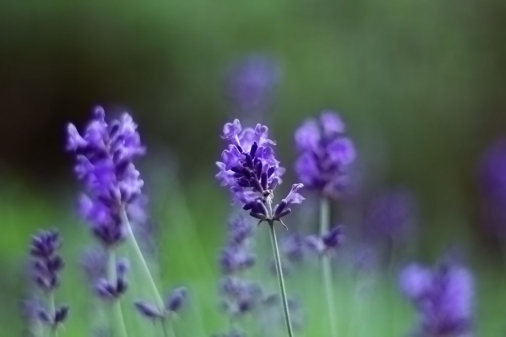 Photograph by Татьяна Кучерова