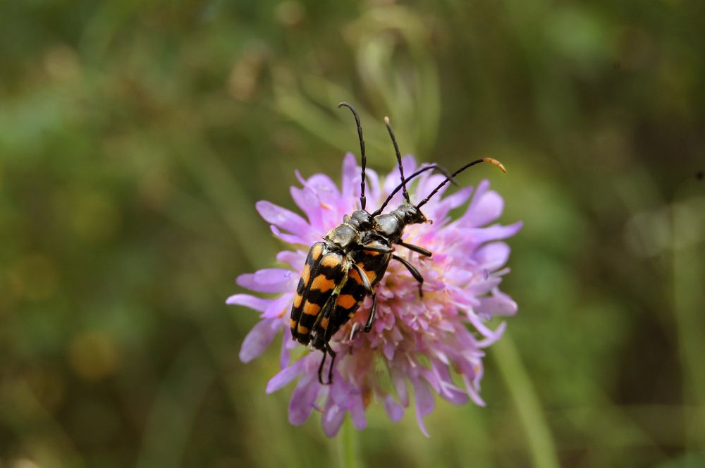 Photograph by Майя Синичкина