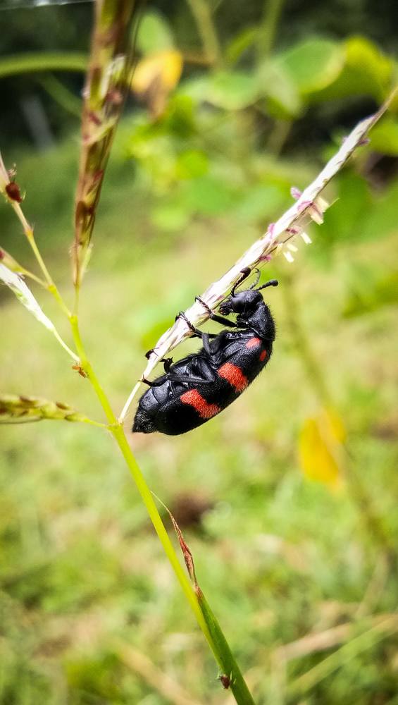 Photograph by ANKIT Sagar