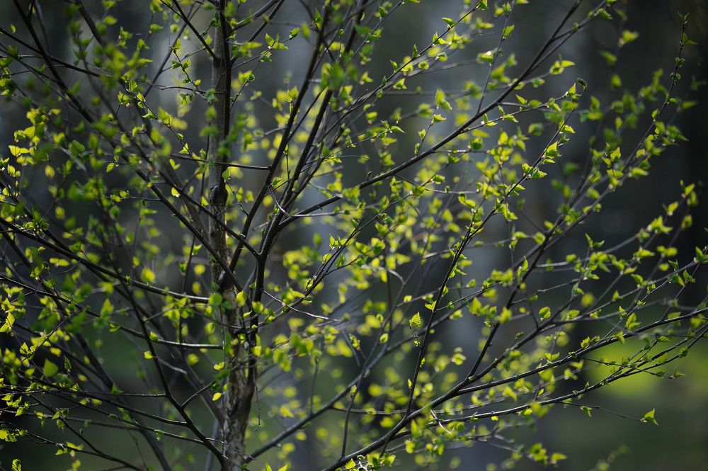 Photograph by Михаил Кинеев